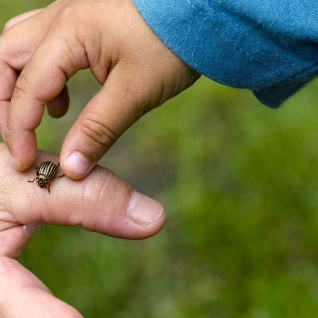 Itch no more: the best home remedies for insect bites