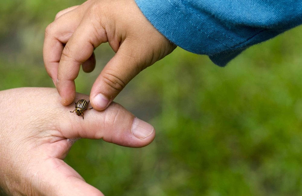 Ne vous grattez plus : les meilleurs remèdes maison pour les piqûres d'insectes