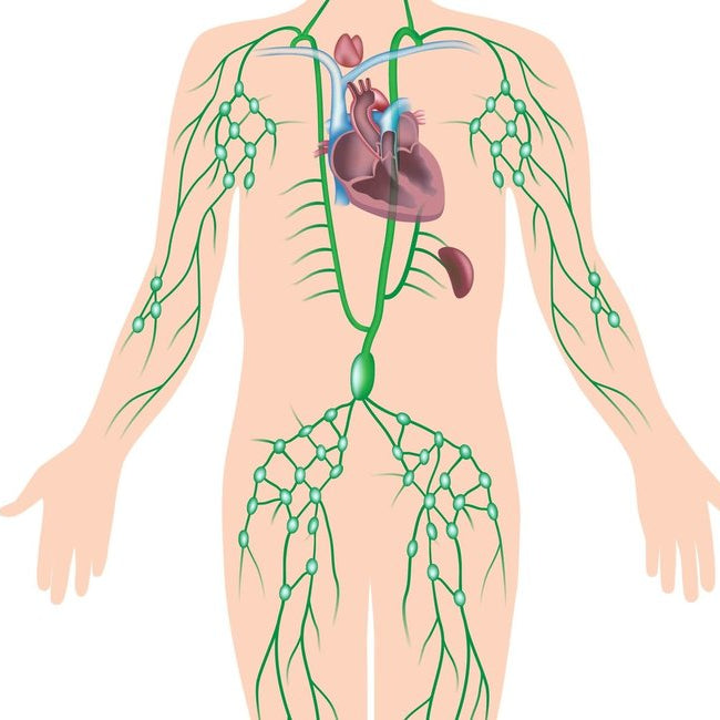 Love your Lymphatic System